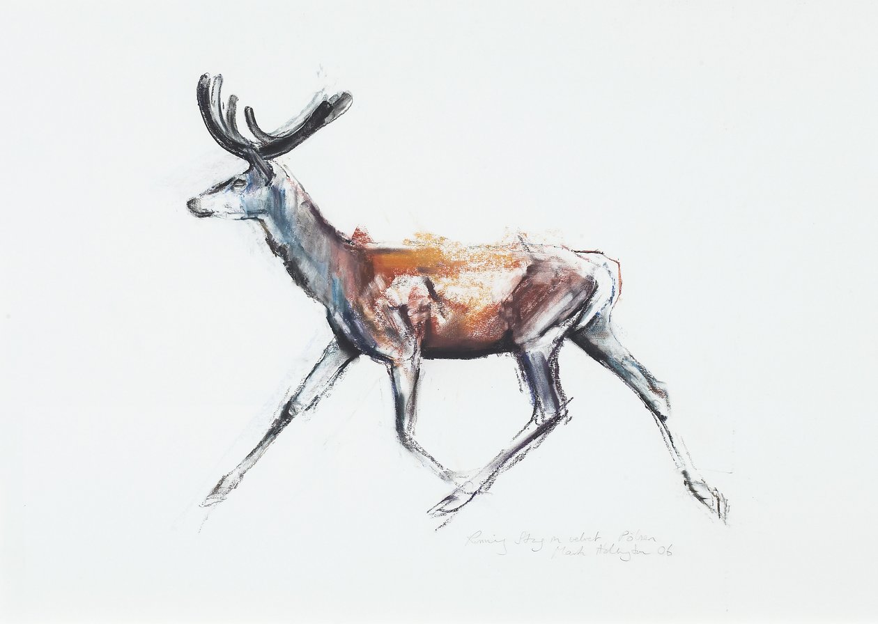 الجري Stag في المخمل ، Polsen ، 2006 (فحم وكونت على الورق) بواسطة مارك ادلينجتون