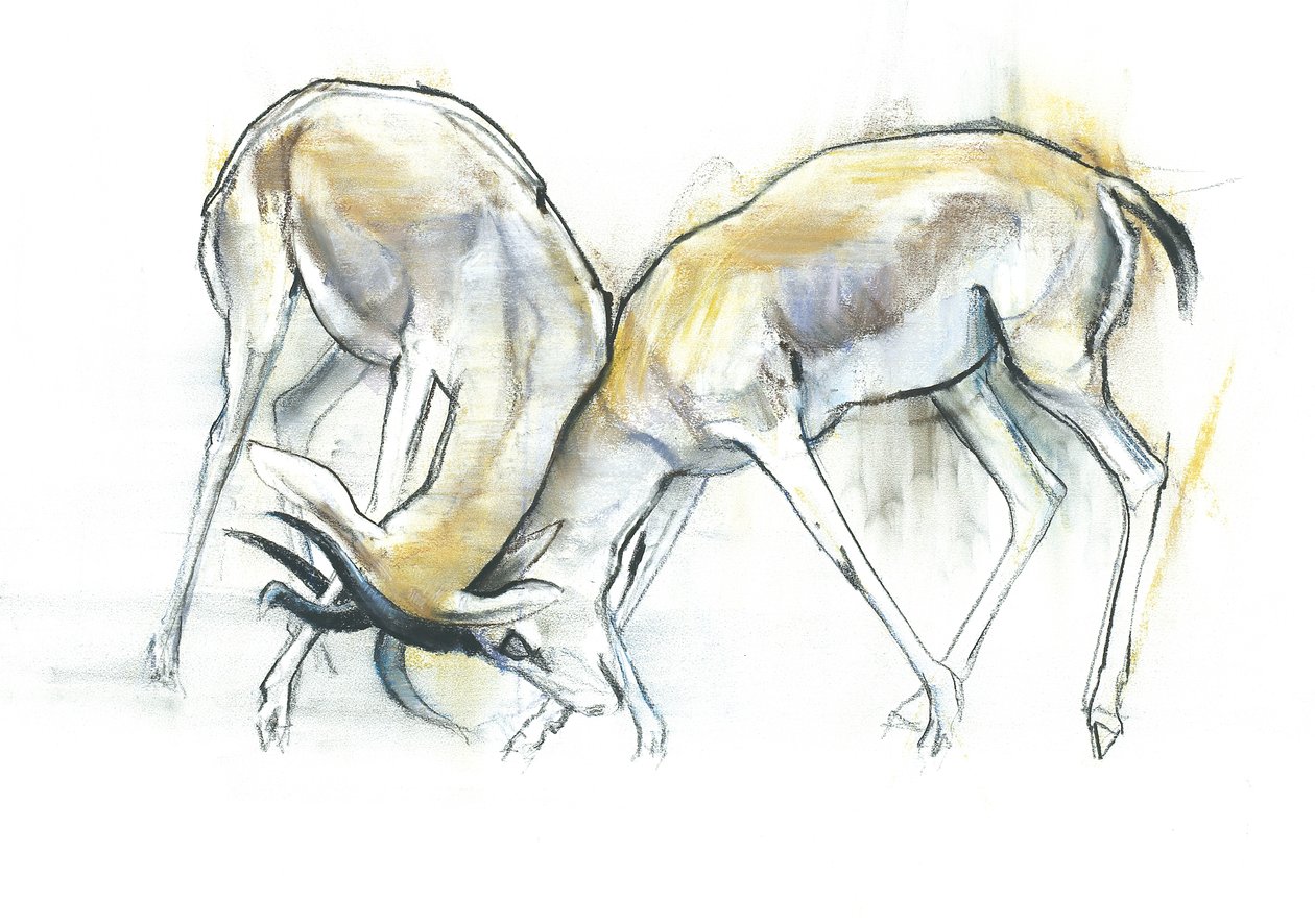 Sand Gazelles ، 2009 (كونت وفحم على ورق) بواسطة مارك ادلينجتون