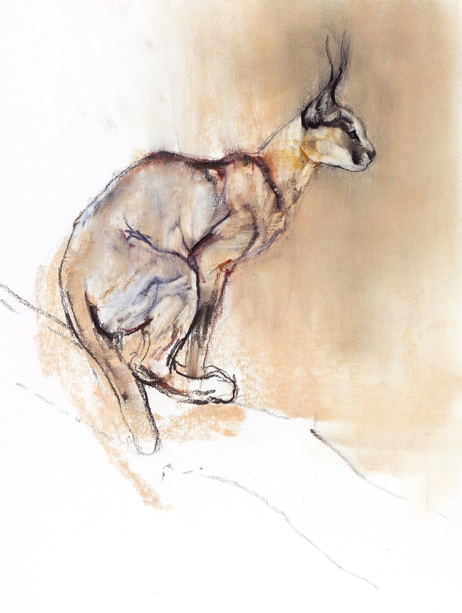 كاراكال جالس ، 2009 (conte und charcoal on paper) بواسطة مارك ادلينجتون
