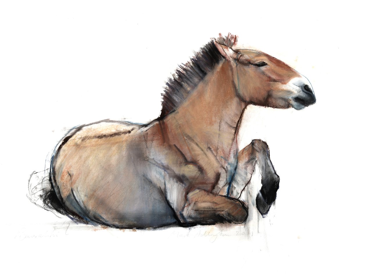 Seated Przewalski ، 2011 ، (فحم ، كونتي ، باستيل على ورق) بواسطة مارك ادلينجتون
