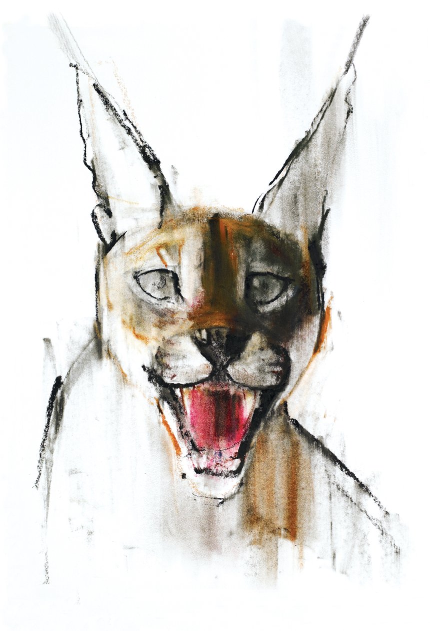 Snarl (Arabian Caracal) ، 2009 (كونت وفحم على ورق) بواسطة مارك ادلينجتون
