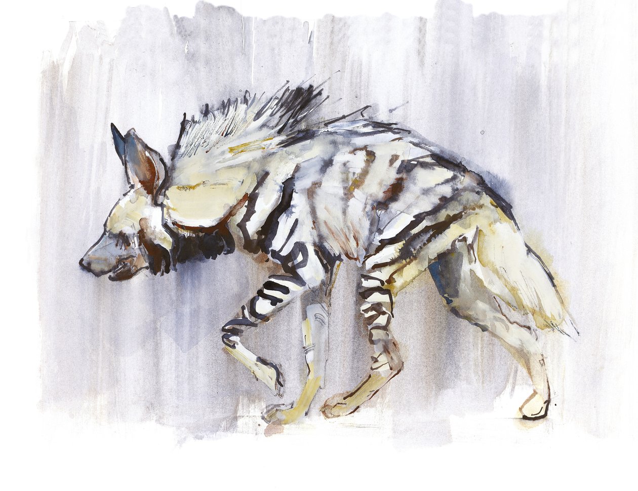 مخطط Hyaena ، 2010 ، (ألوان مائية على ورق) بواسطة مارك ادلينجتون