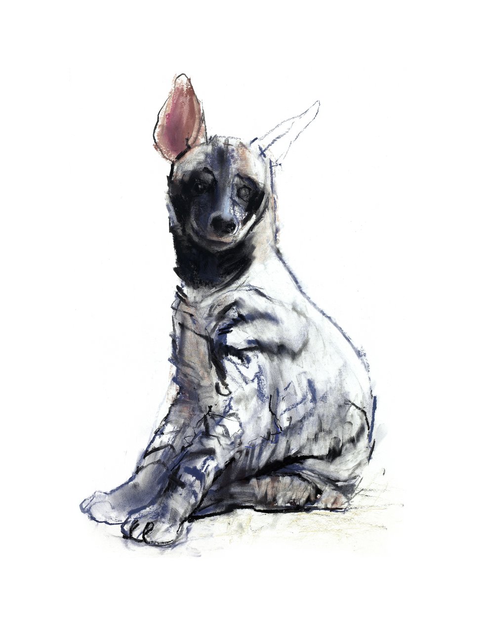 مخطط Hyaena Pup (جالس) ، 2010 ، (conté and pastel on paper) بواسطة مارك ادلينجتون