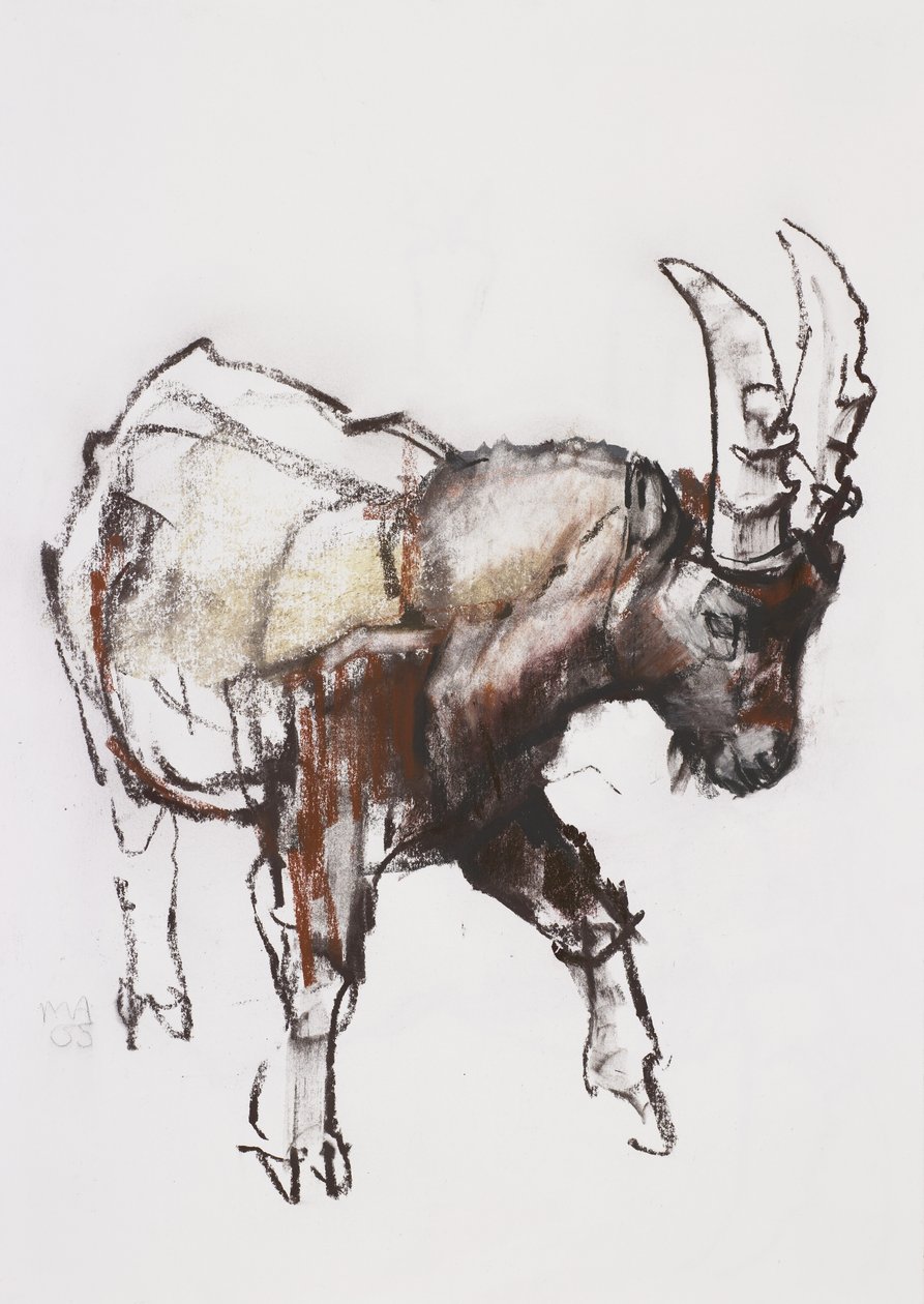 Young Ibex ، Gran Paradiso ، 2005 (فحم وكونت على الورق) بواسطة مارك ادلينجتون