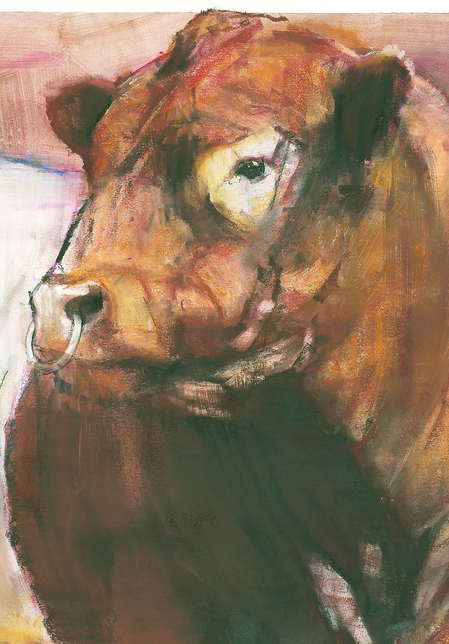 زيوس ، Red Belted Galloway Bull ، 2006 وسائط مختلطة على تفاصيل ورقية من 275255 بواسطة مارك ادلينجتون