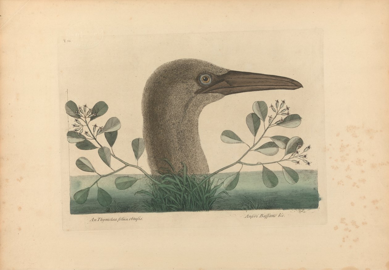 A Thymelaea foliis Obsetusis ؛ Anseri Bassano & c: The Great Booby ، Plate 86 من "التاريخ الطبيعي لكارولينا وفلوريدا وجزر الباهاما" ، المجلد الأول ، الطبعة الثانية ، لندن 1754 بواسطة مارك كاتيسبي