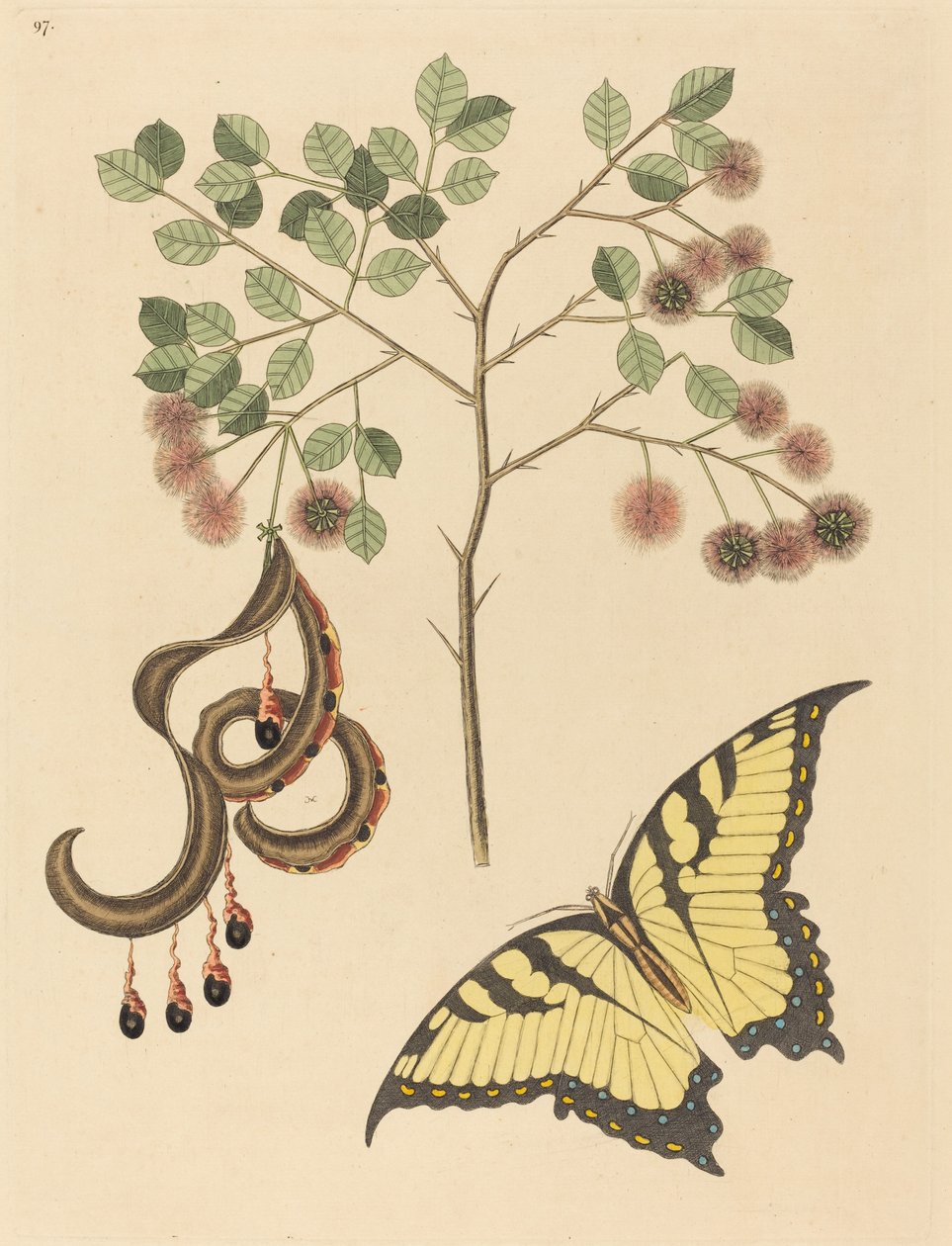 مخلب القط Mimosa circinalis ، نُشر في 1731-1743. بواسطة مارك كاتيسبي