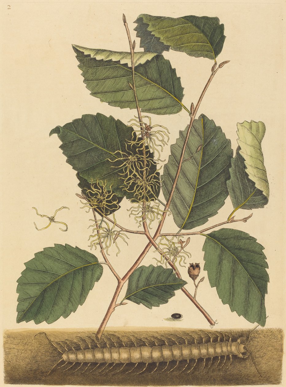 حريش Scolopendra morsitans ، نُشرت في 1731-1743. بواسطة مارك كاتيسبي