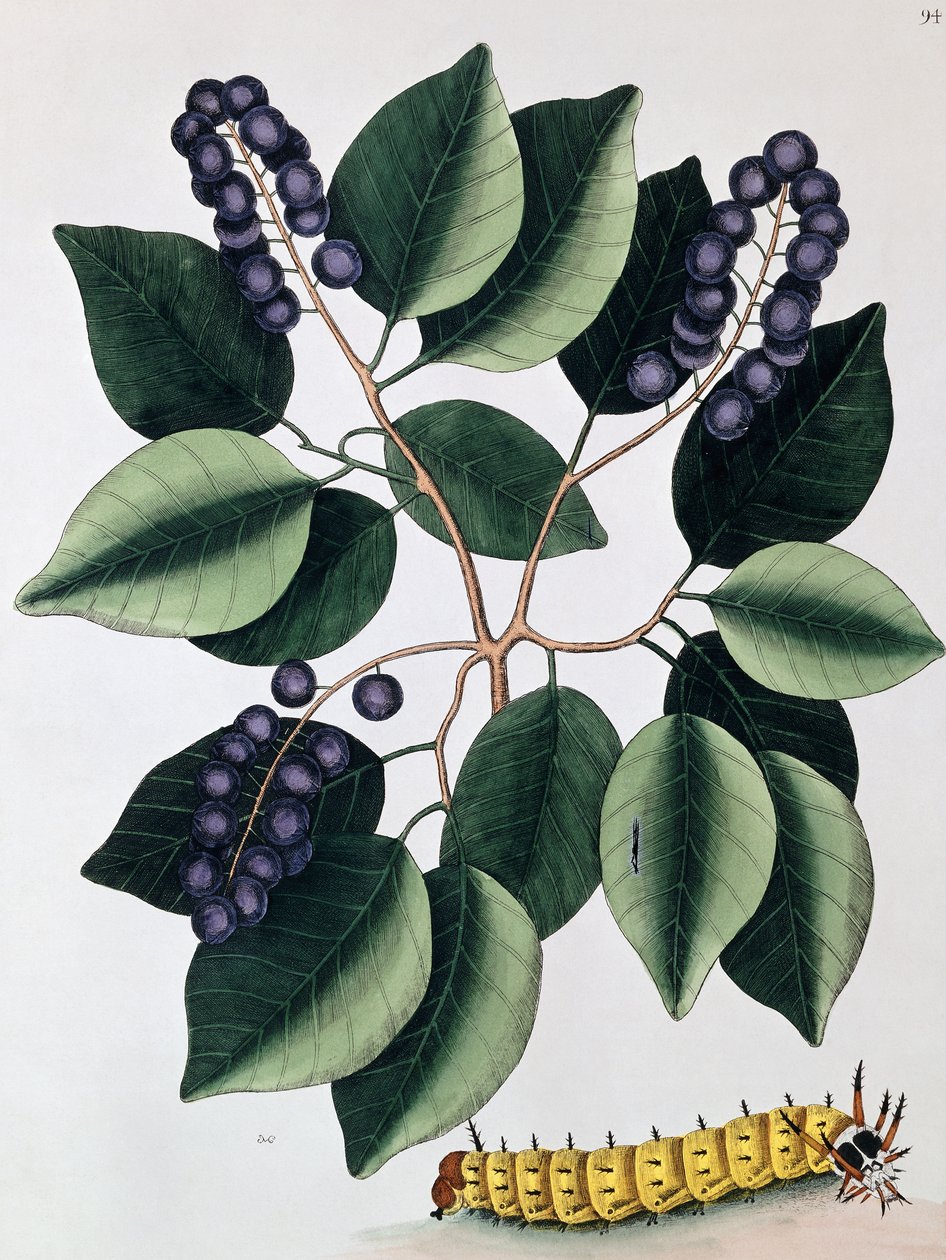 حمامة البرقوق والكاتربيلر ذو القرن العظيم ، 1771 بواسطة مارك كاتيسبي
