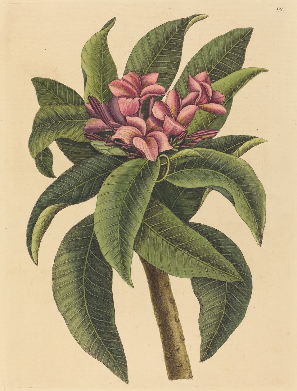 Red Frangipanni Plumeria rubra ، نُشر في 1731-1743. بواسطة مارك كاتيسبي