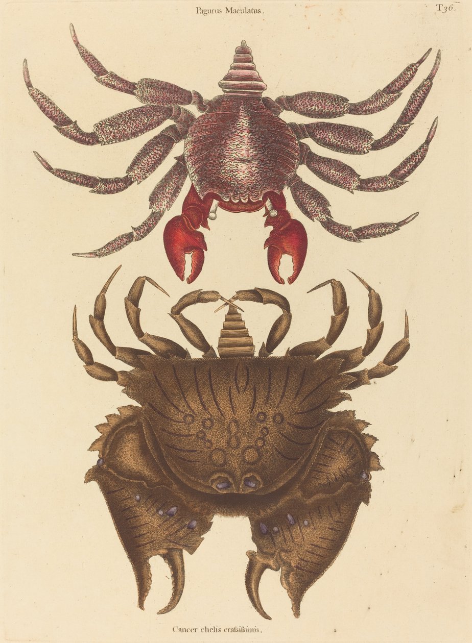 Red Mottled Rock-crab Cancer Grapsus ، نُشر في 1731-1743. بواسطة مارك كاتيسبي