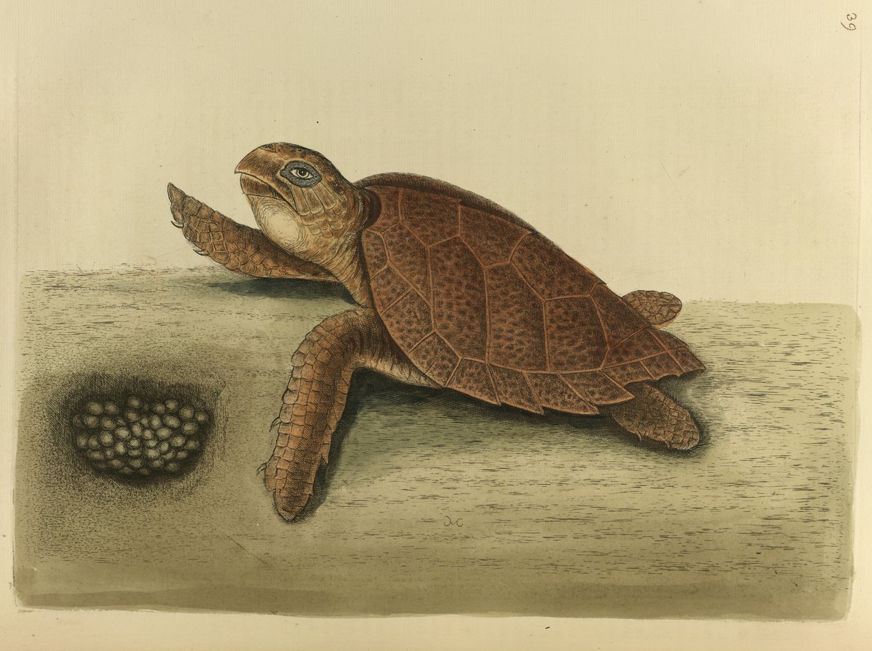 Testudo caretta. سلحفاة هوكس بيل بواسطة مارك كاتيسبي