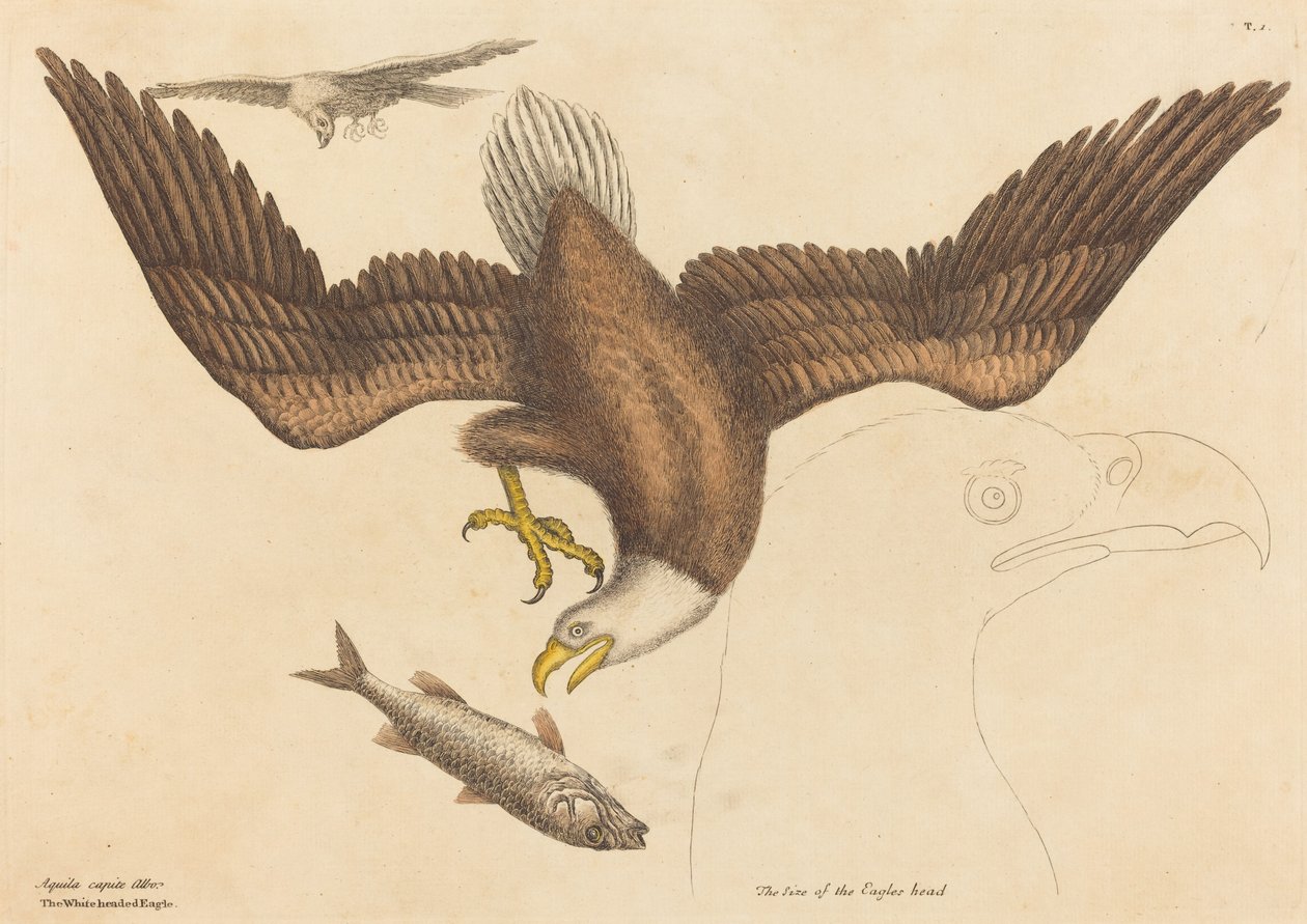 النسر الأصلع Falco leucocephalus ، نُشر في 1731-1743. بواسطة مارك كاتيسبي