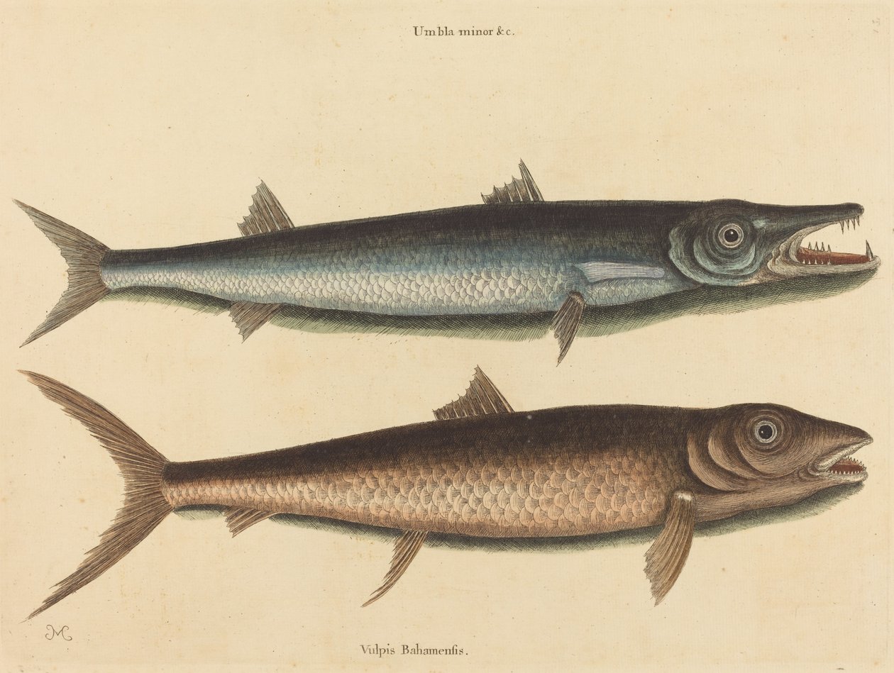 Barracuda Esox barracuda ، نُشر عام 1754. بواسطة مارك كاتيسبي