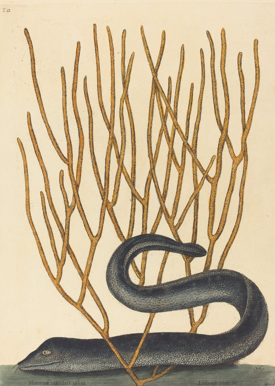 تم نشر Black Muray Muraenae helenae varietas في عام 1754. بواسطة مارك كاتيسبي