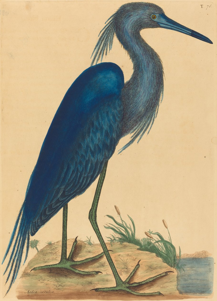 الحزين الأزرق (Ardea coerulea) بواسطة مارك كاتيسبي