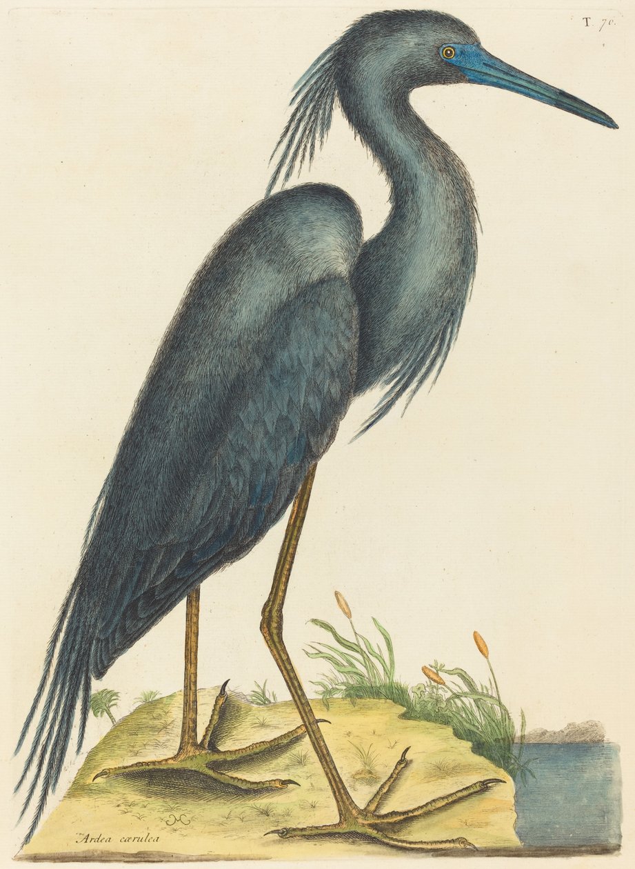 The Blue Heron Ardea coerulea ، نُشر في 1731-1743. بواسطة مارك كاتيسبي