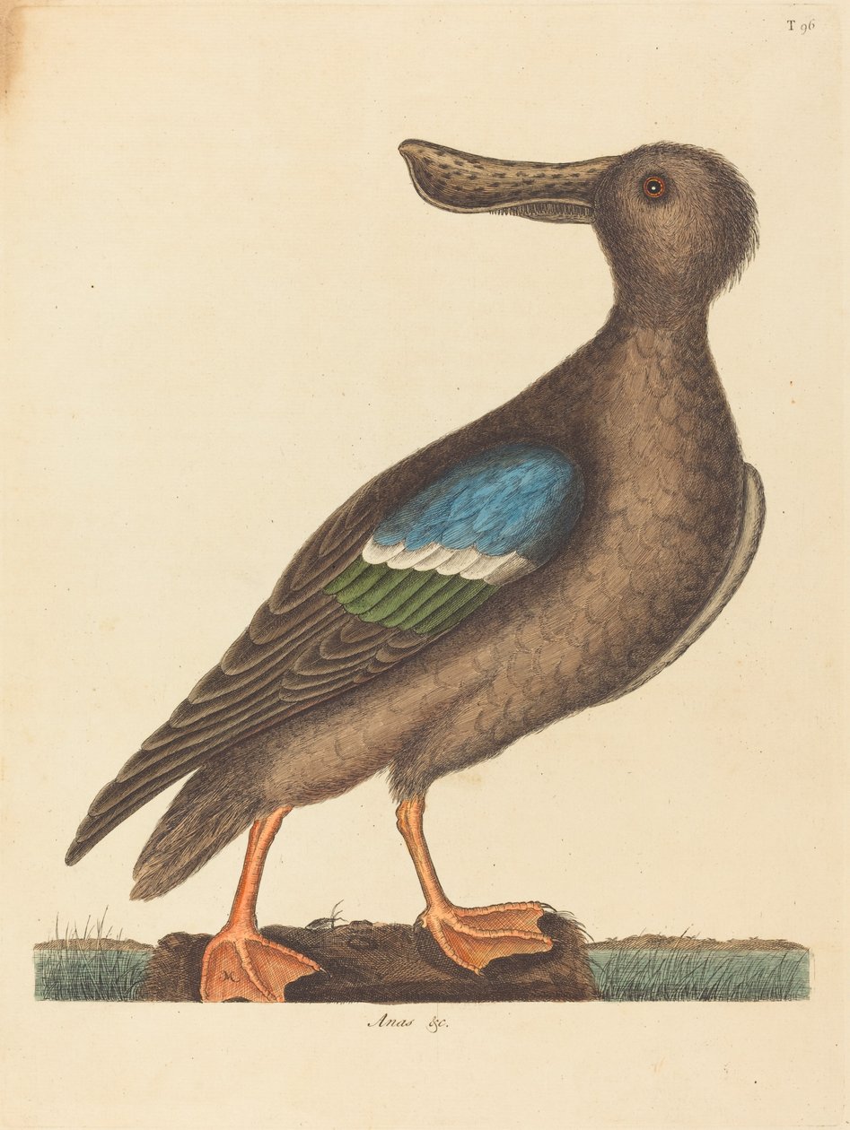 المجرفة الزرقاء المجنحة Anas clypeata foemina ، نُشرت عام 1754. بواسطة مارك كاتيسبي
