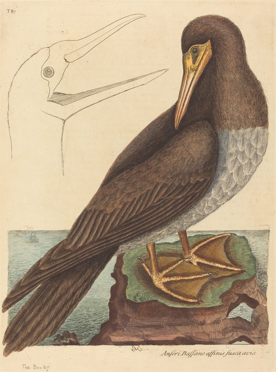 The Booby (Pelecanus Sula) بواسطة مارك كاتيسبي