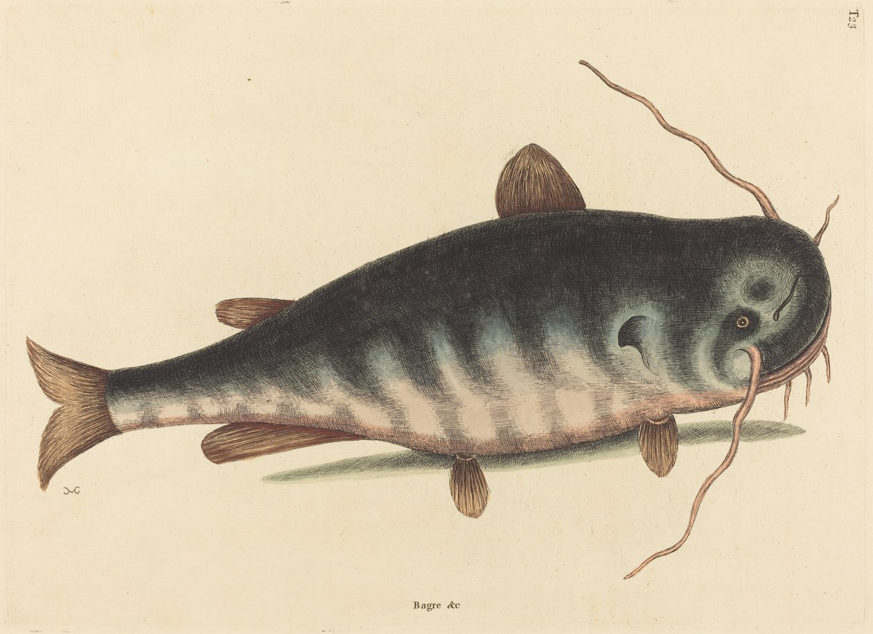 تم نشر Cat Fish Silurus catus في عام 1754. بواسطة مارك كاتيسبي