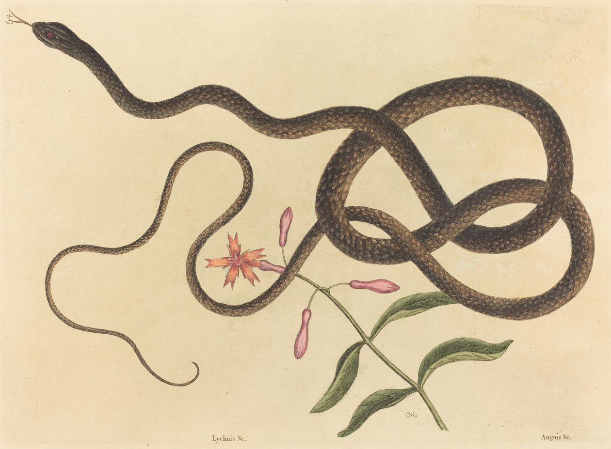 سوط Coach-whip Snake Coluber ، تم نشره في 1731-1743. بواسطة مارك كاتيسبي