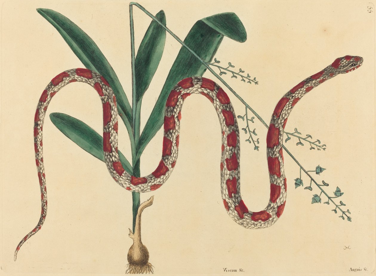 ثعبان الذرة Coluber fulvius ، نُشر في 1731-1743. بواسطة مارك كاتيسبي