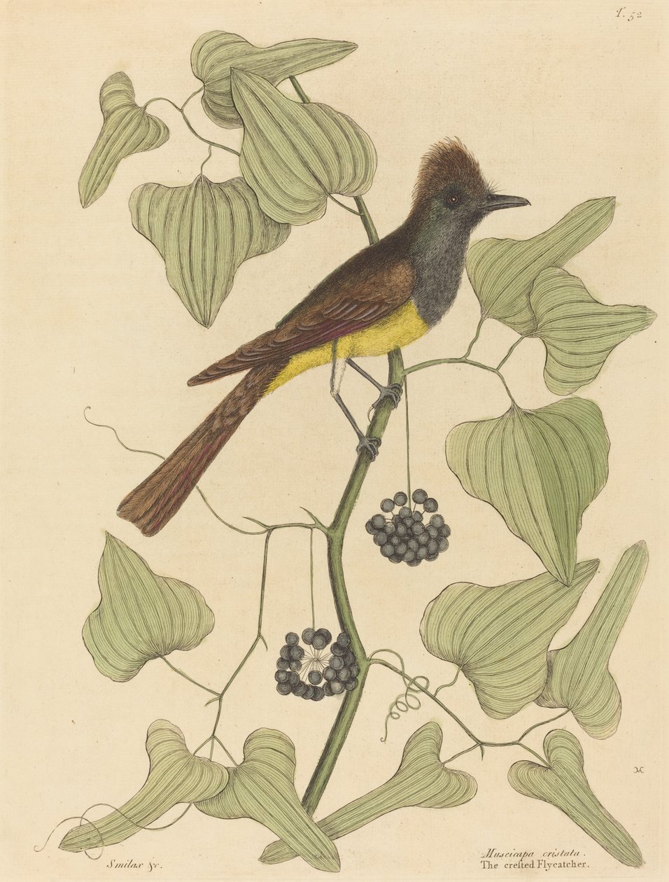 The Crested Flycatcher Muscicapa cristata ، تم نشره عام 1754. بواسطة مارك كاتيسبي