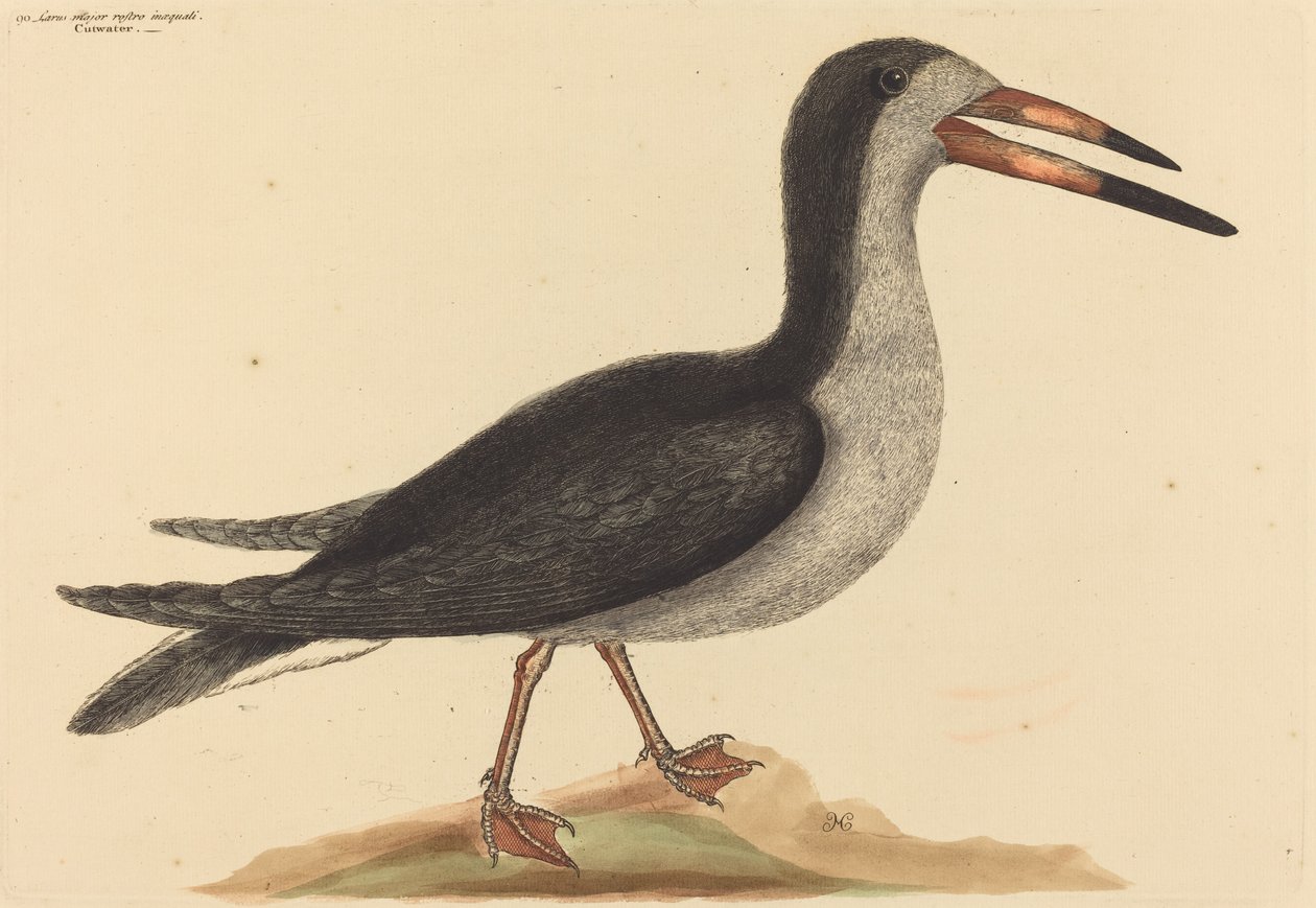 The Cutwater Rhynchops nigra ، نُشر في 1731-1743. بواسطة مارك كاتيسبي
