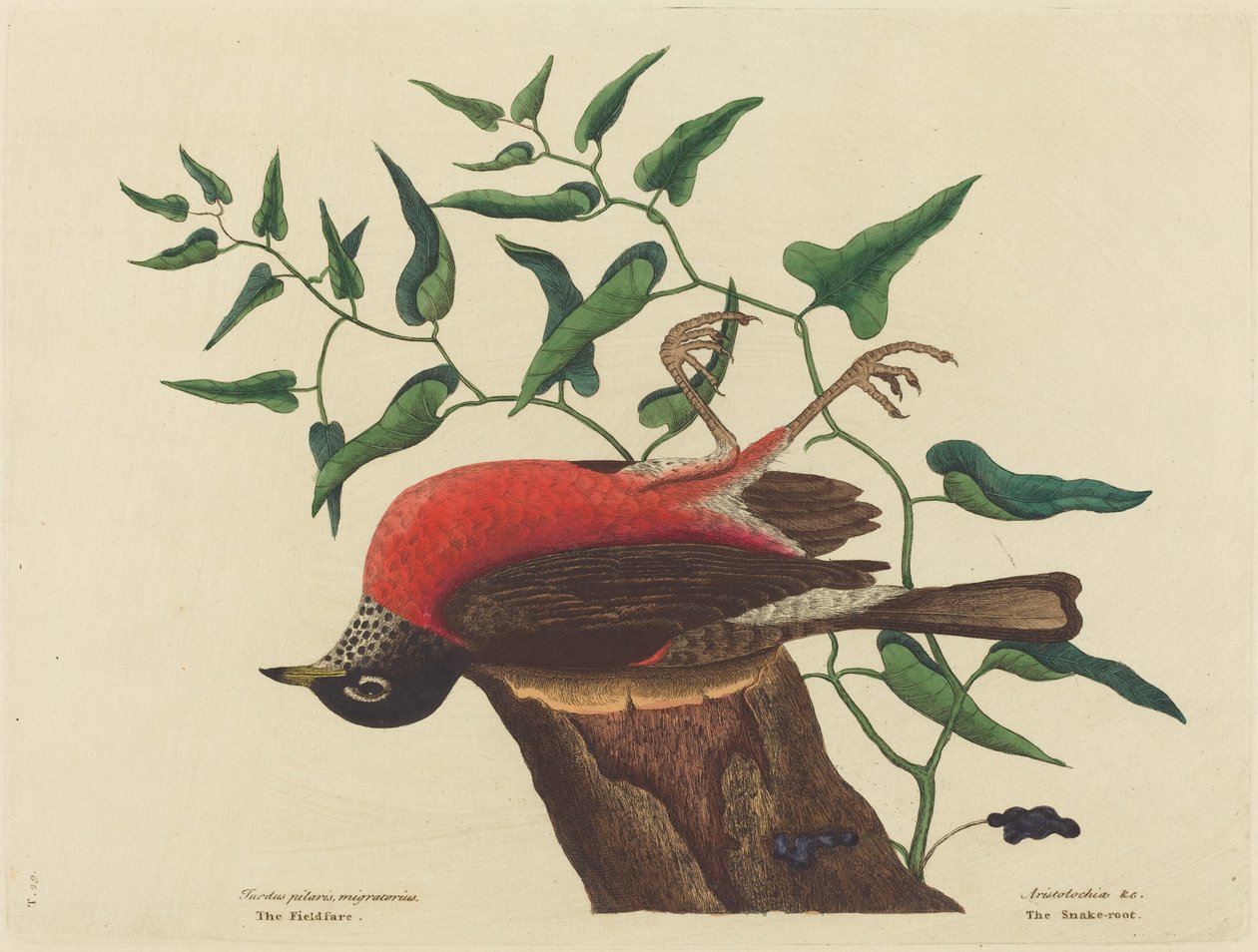 The Fieldfare of Carolina Turdus migratorius ، تم نشره في 1731-1743. بواسطة مارك كاتيسبي