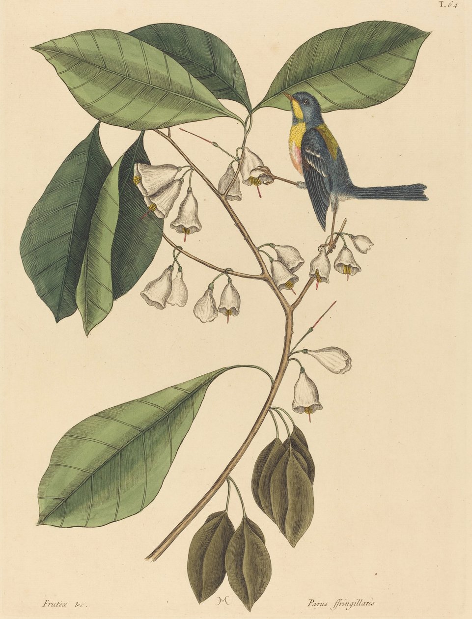 The Finch Creeper Parus americanus ، نُشر في 1731-1743. بواسطة مارك كاتيسبي