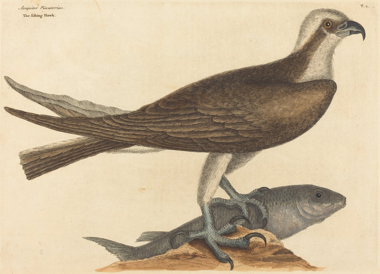 صقر الصيد (Falco haliaetus) بواسطة مارك كاتيسبي