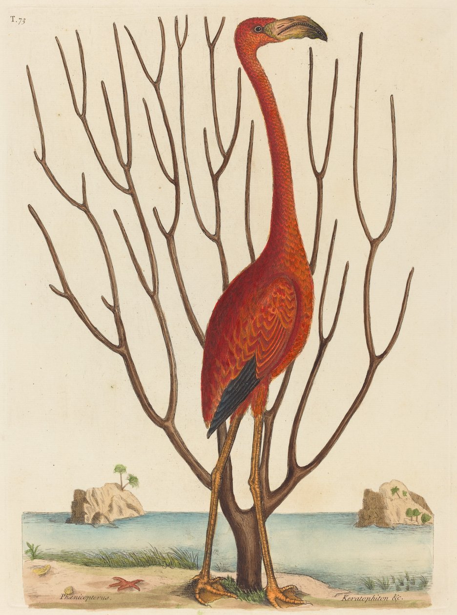 طائر النحام (Phoenicopterus ruber) بواسطة مارك كاتيسبي