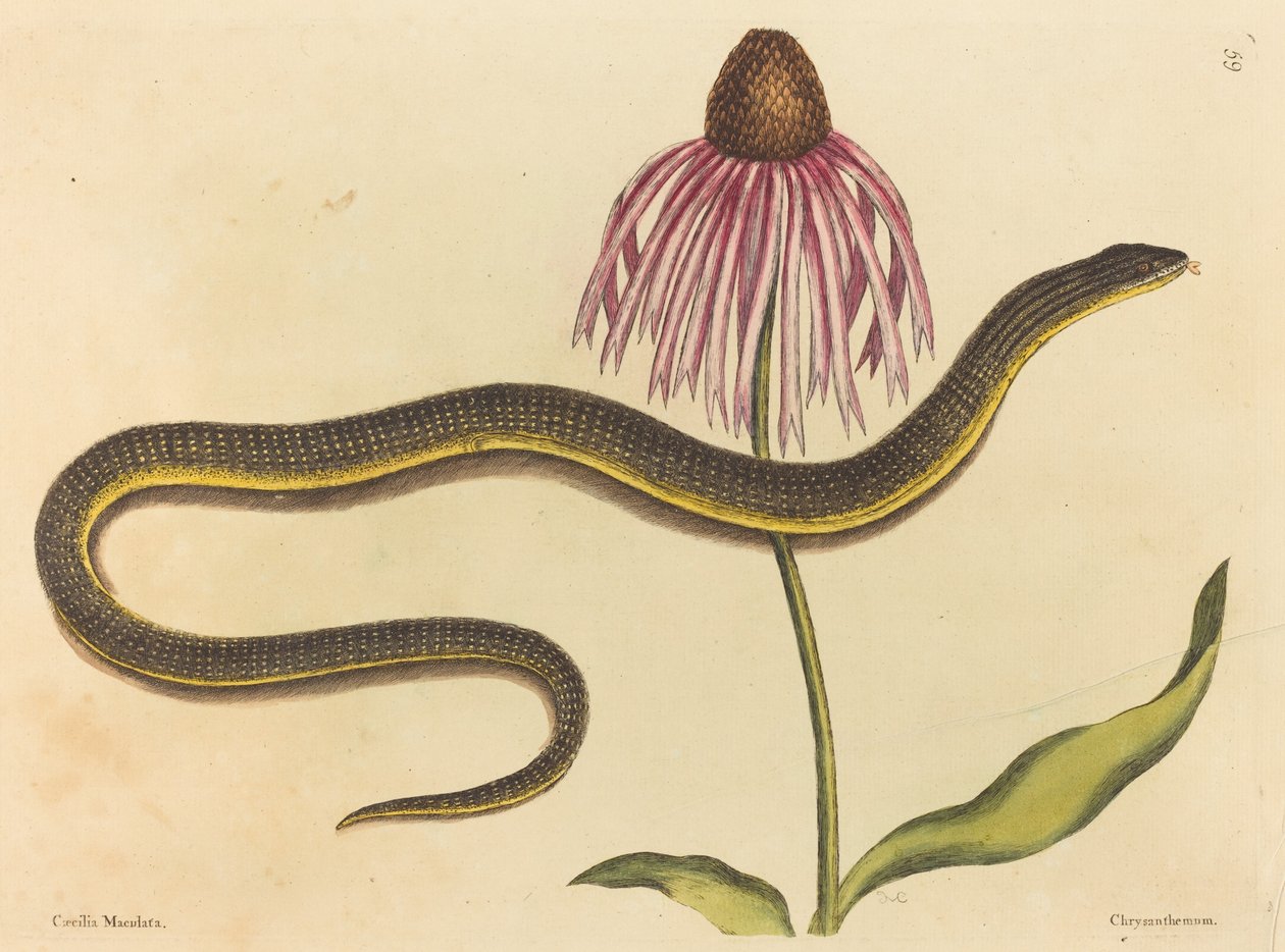 الأفعى الزجاجية (Anguis ventralis) بواسطة مارك كاتيسبي