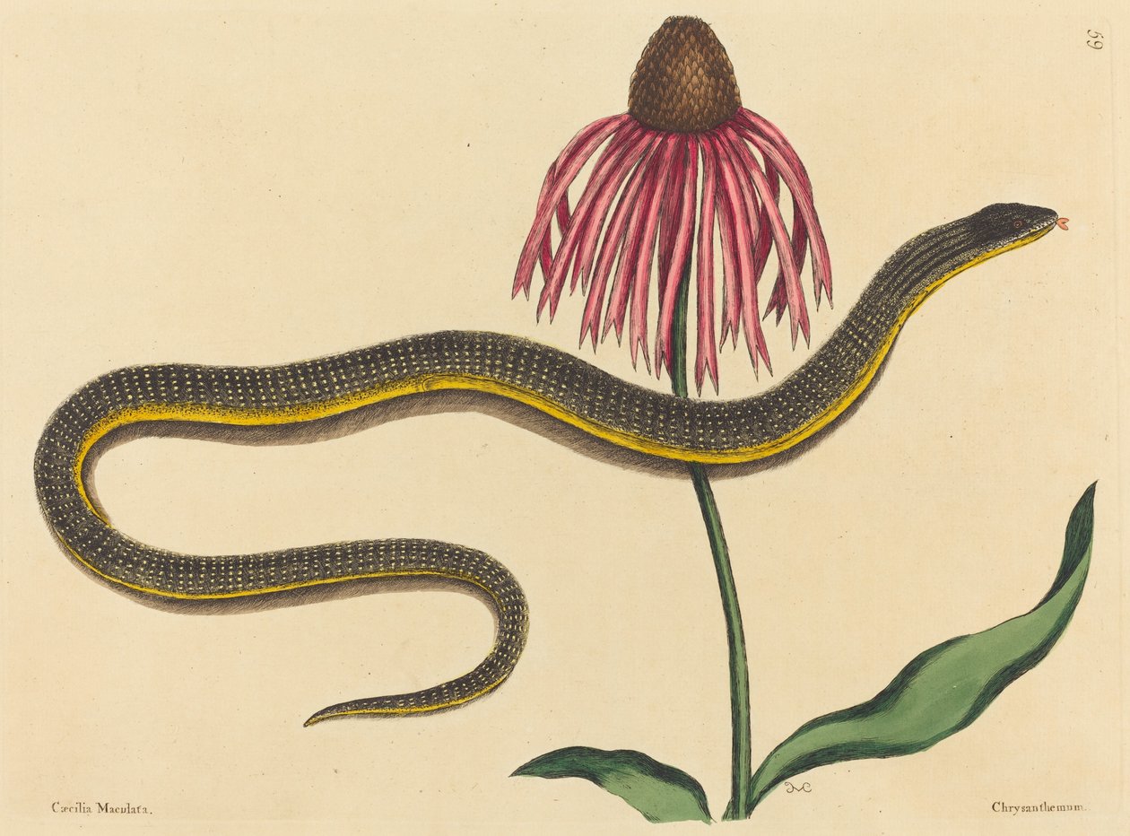 الأفعى الزجاجية (Anguis ventralis) بواسطة مارك كاتيسبي