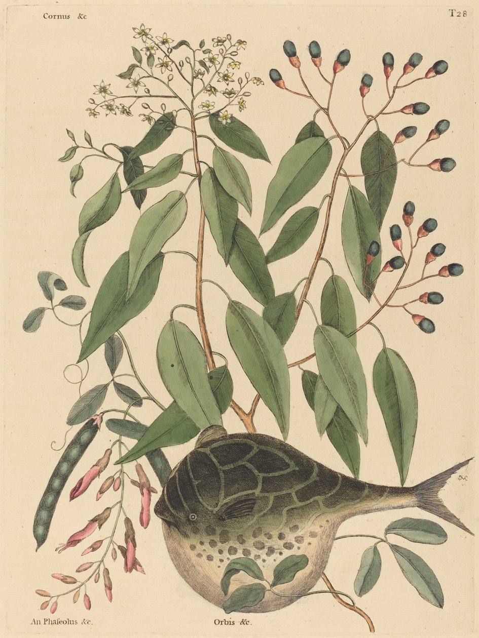 The Globe Fish Tetrodon lagocephalus ، تم نشره في 1731-1743. بواسطة مارك كاتيسبي
