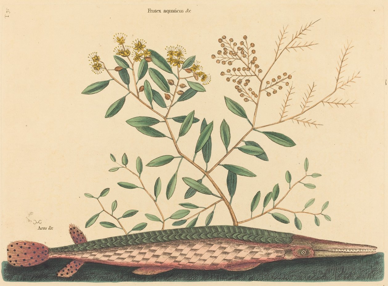 The Green Gar Fish Esox osseus ، نُشر في 1731-1743. بواسطة مارك كاتيسبي