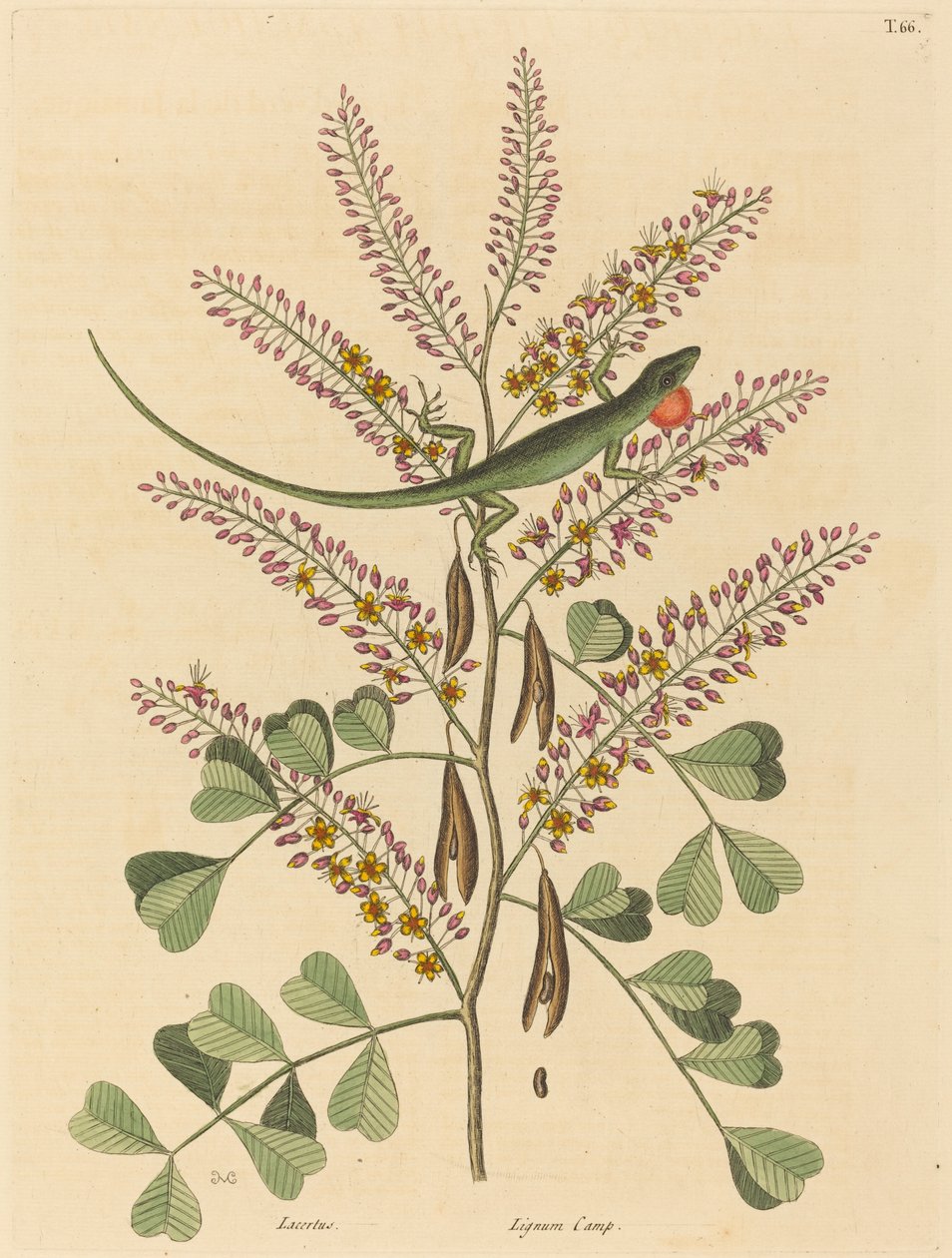 السحلية الخضراء لجامايكا لاسيرتا بولاريس ، نُشرت في 1731-1743. بواسطة مارك كاتيسبي