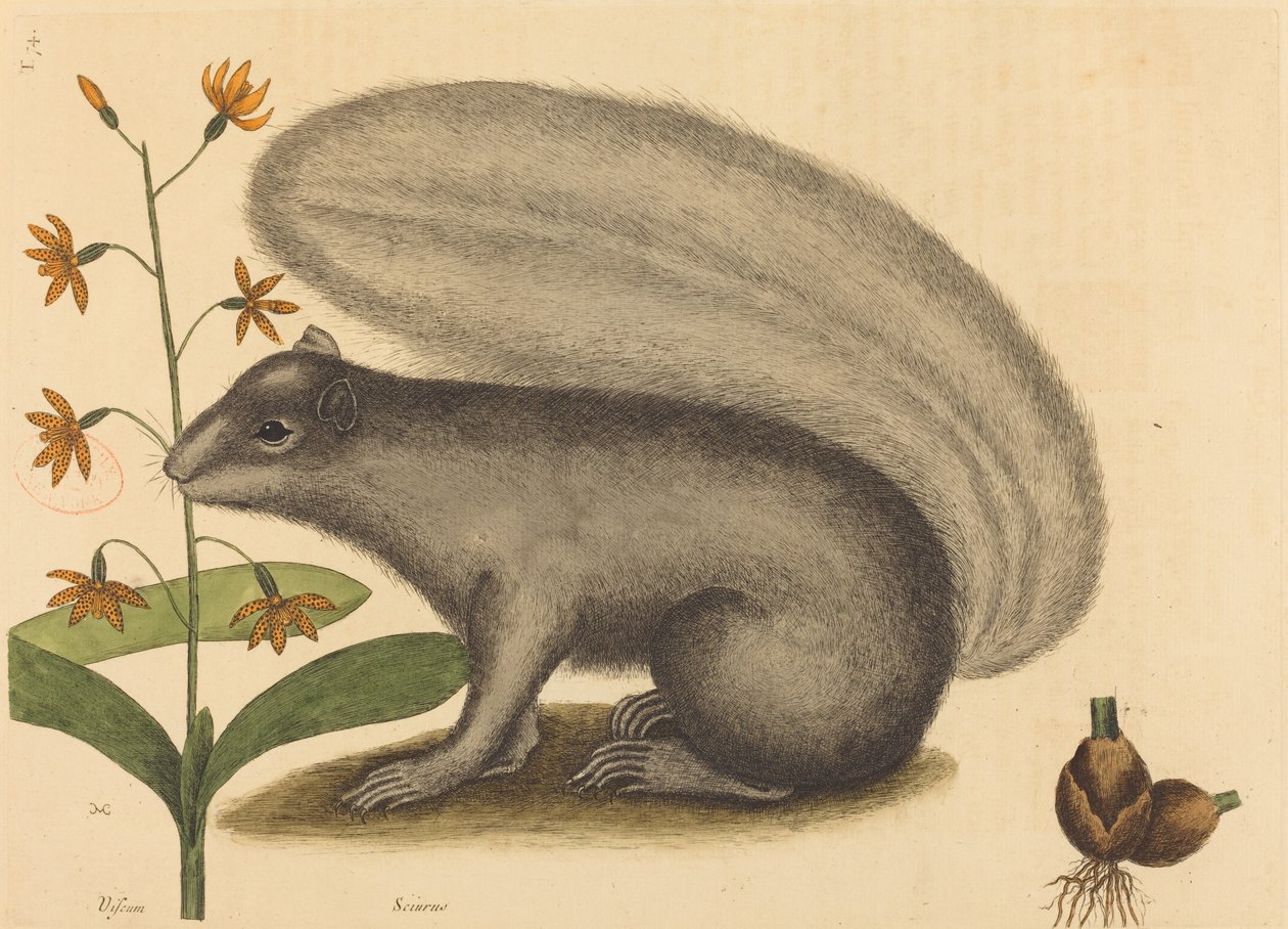 سنجاب غراي فوكس (Sciurus cinereus) بواسطة مارك كاتيسبي