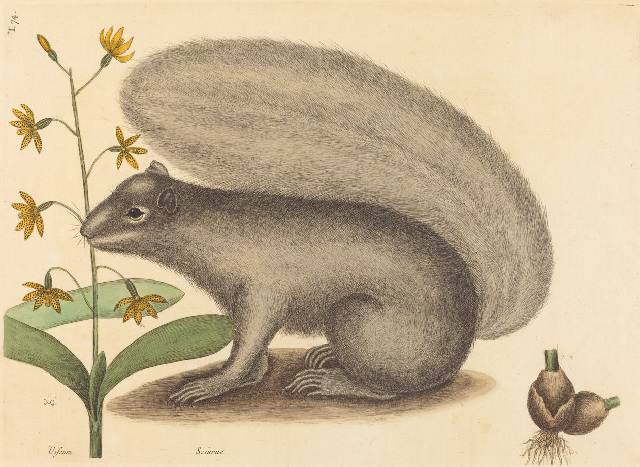 سنجاب غراي فوكس (Sciurus cinereus) بواسطة مارك كاتيسبي