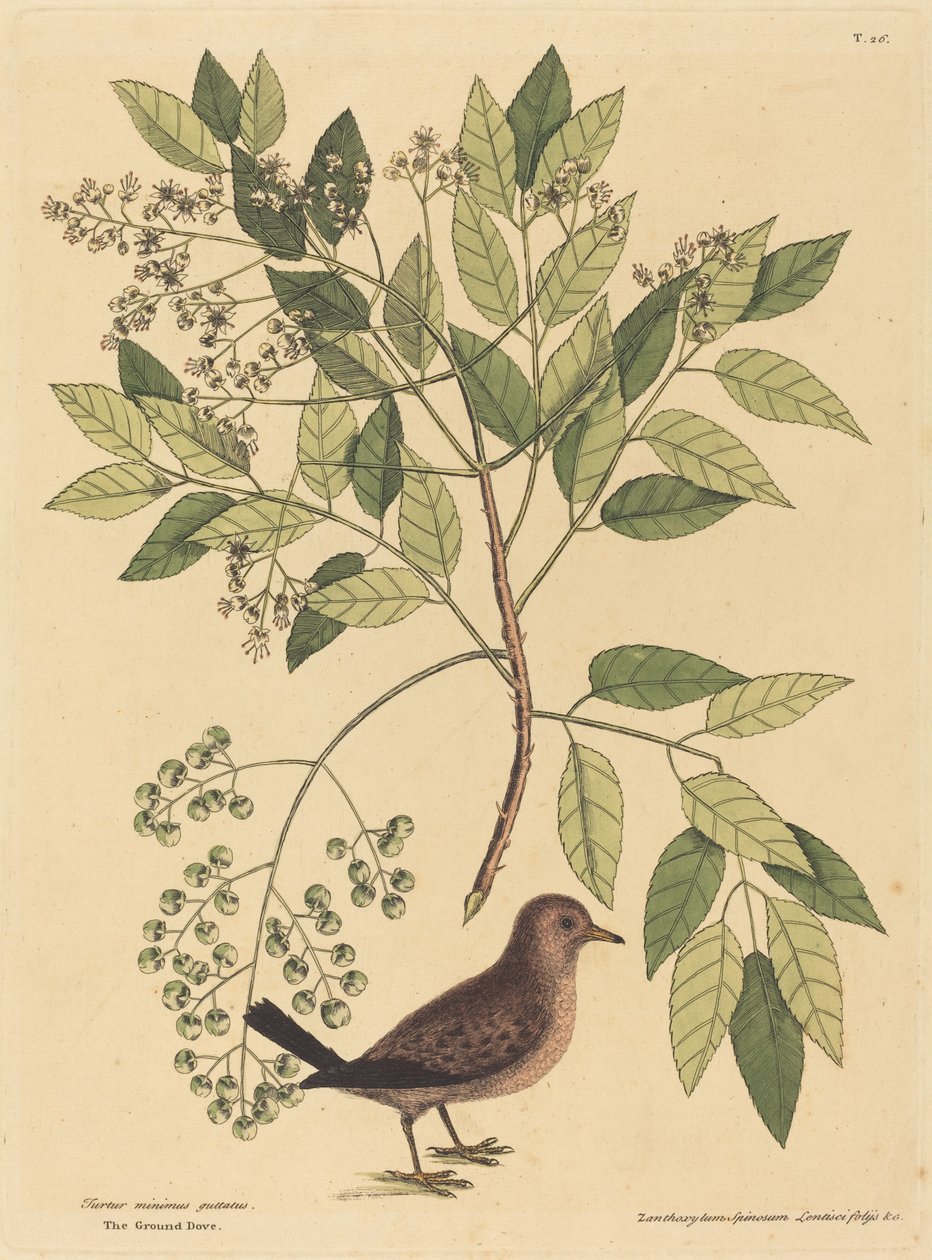 The Ground Dove Columba passerina ، التي نُشرت في 1731-1743. بواسطة مارك كاتيسبي