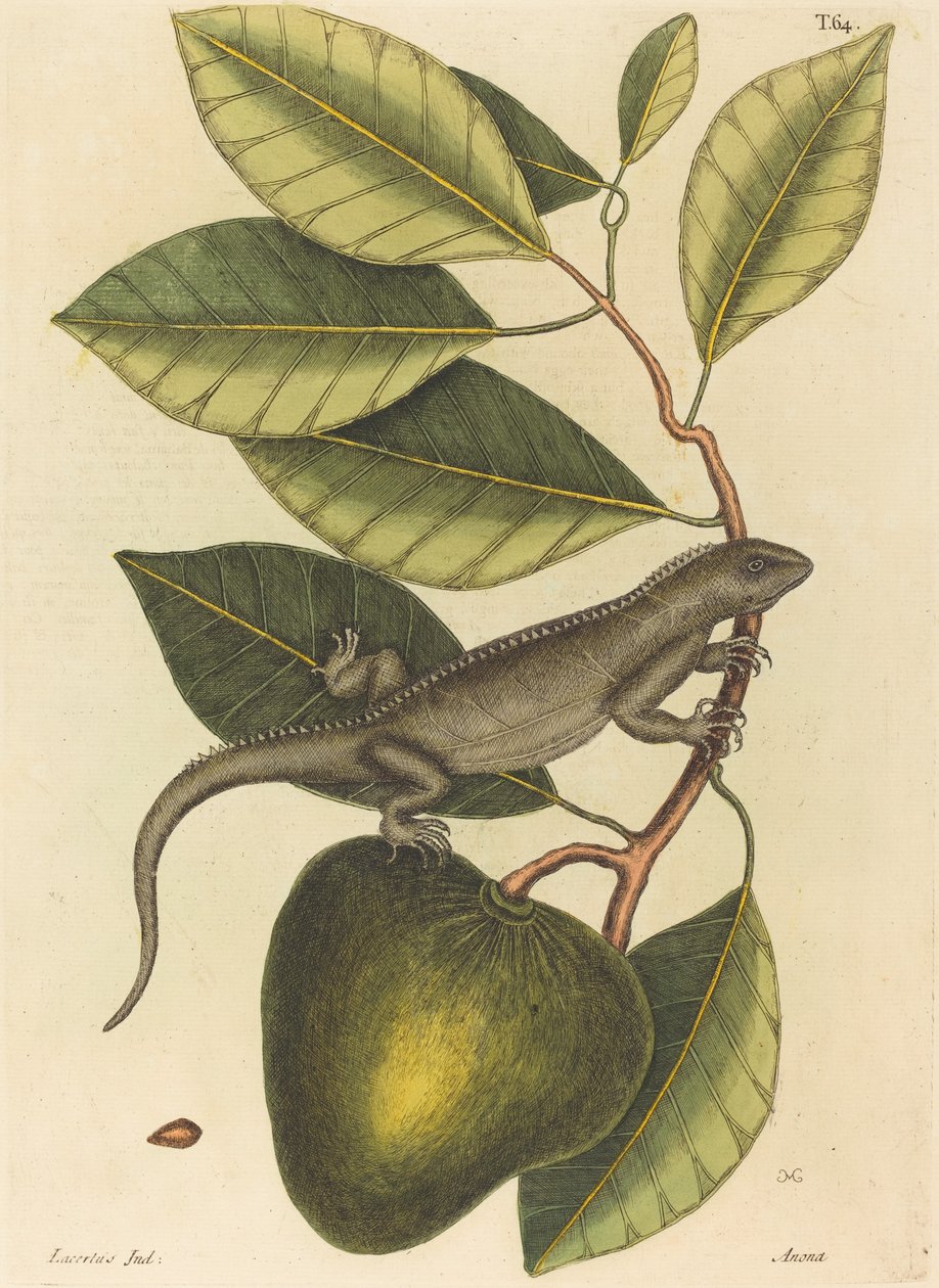 تم نشر Guana Lacerta Iguana 1731-1743. بواسطة مارك كاتيسبي