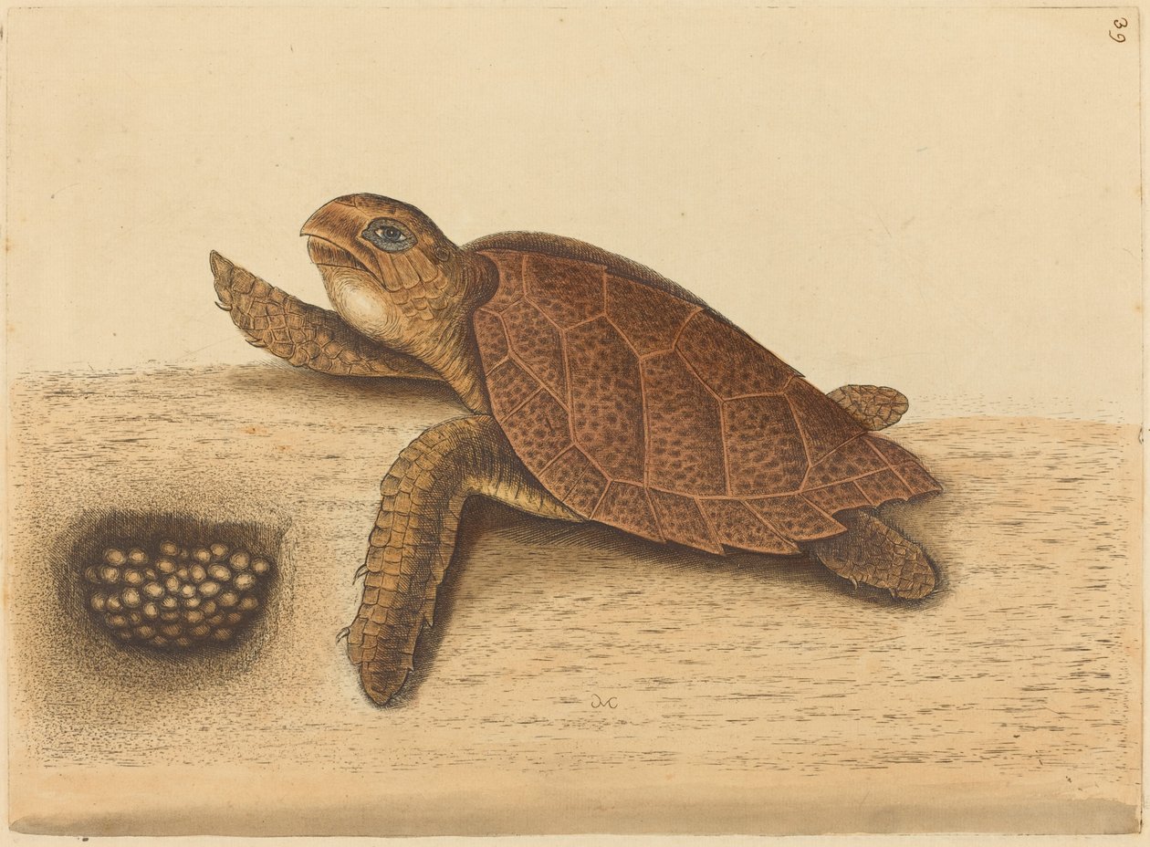 سلحفاة هوكس بيل (Testudo caretta) بواسطة مارك كاتيسبي