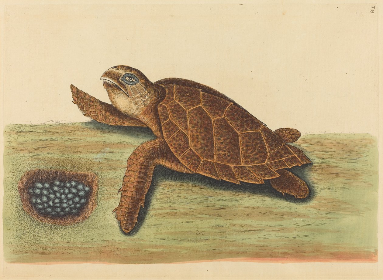سلحفاة هوكس بيل (Testudo caretta) بواسطة مارك كاتيسبي