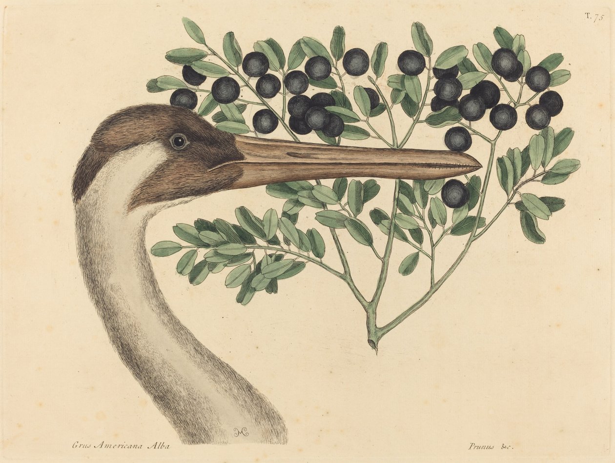 الرافعة الحلزونية (Ardea Americana) بواسطة مارك كاتيسبي