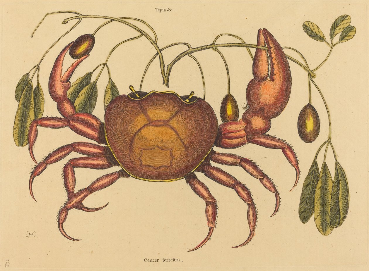 The Land-Crab Cancer ruricola ، نُشر في 1731-1743. بواسطة مارك كاتيسبي