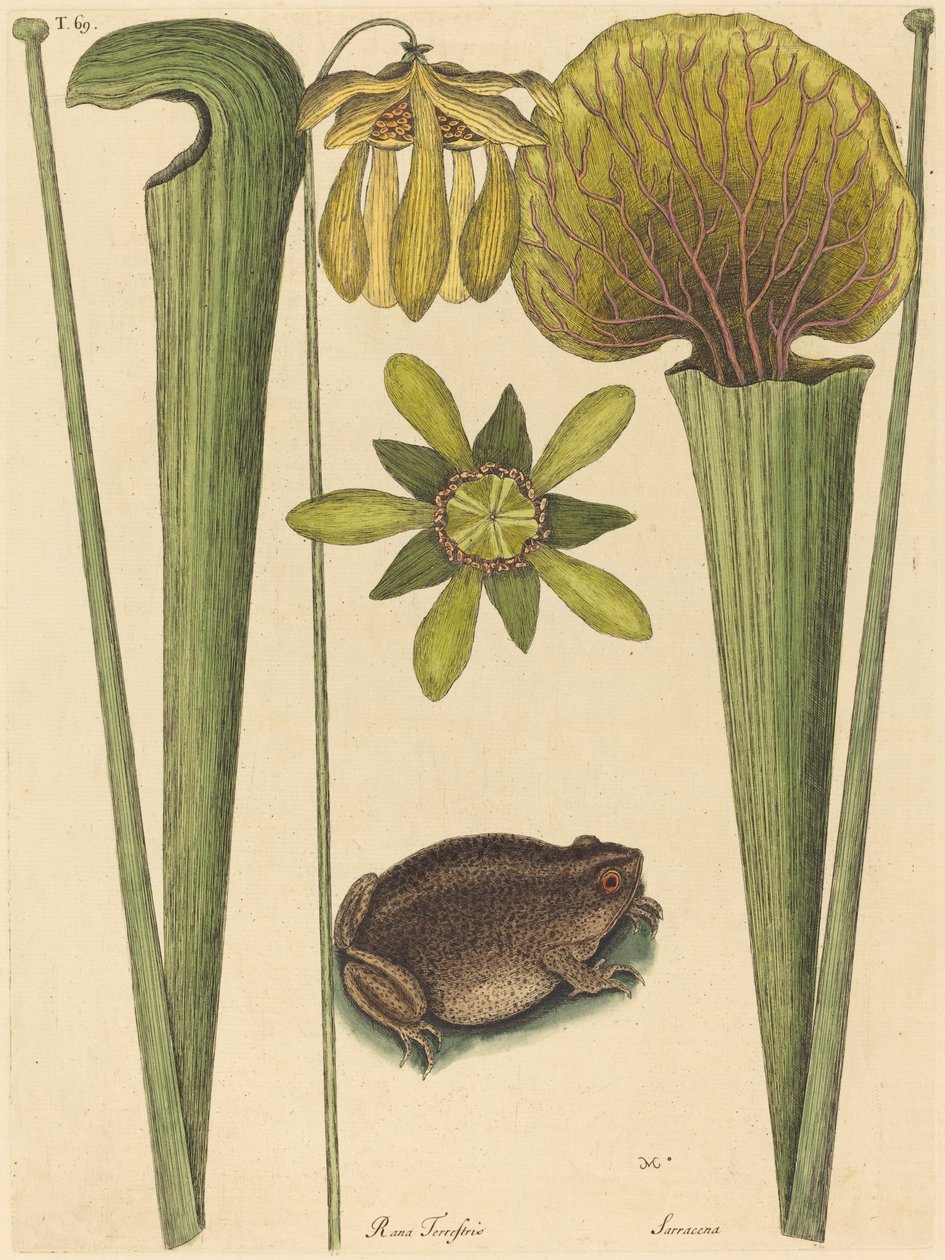 The Land Frog Rana ، نُشر في 1731-1743. بواسطة مارك كاتيسبي