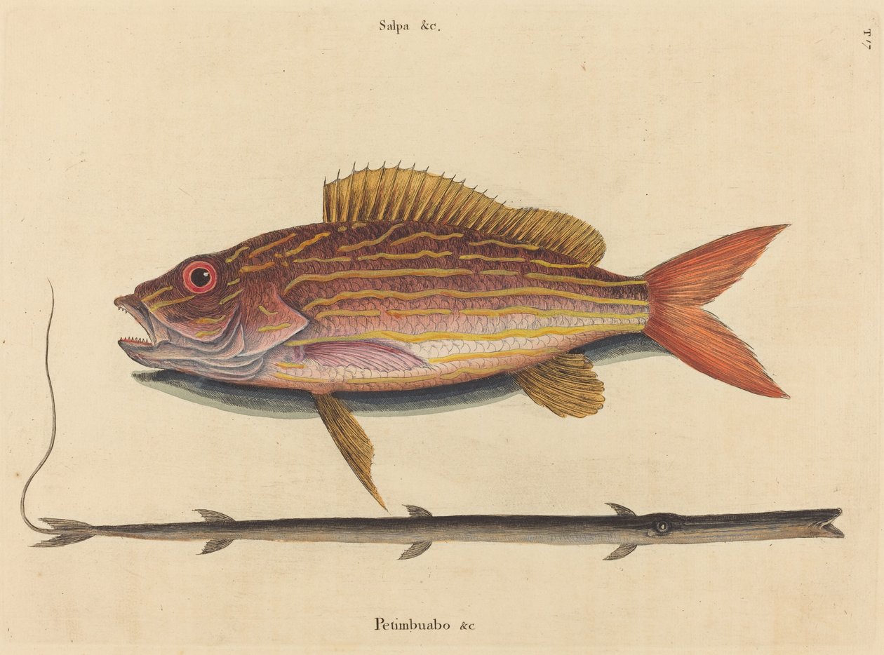النهاش لين (Sparus synagris) بواسطة مارك كاتيسبي