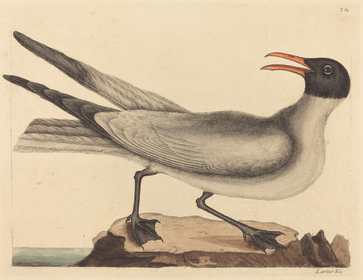 The Laughing Gull Larus articilla ، نُشرت في 1731-1743. بواسطة مارك كاتيسبي
