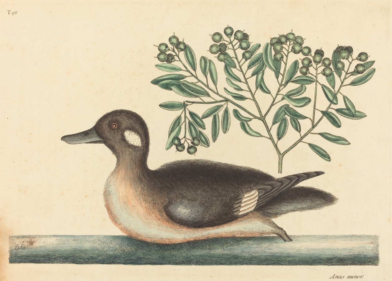 البطة البنية الصغيرة أنس روستيكا ، نُشرت عام 1754. بواسطة مارك كاتيسبي