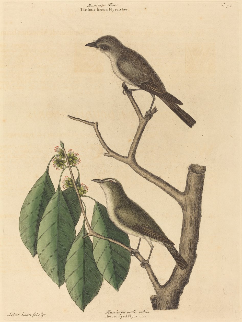 صائد الذباب البني الصغير ، نُشر في 1731-1743. بواسطة مارك كاتيسبي